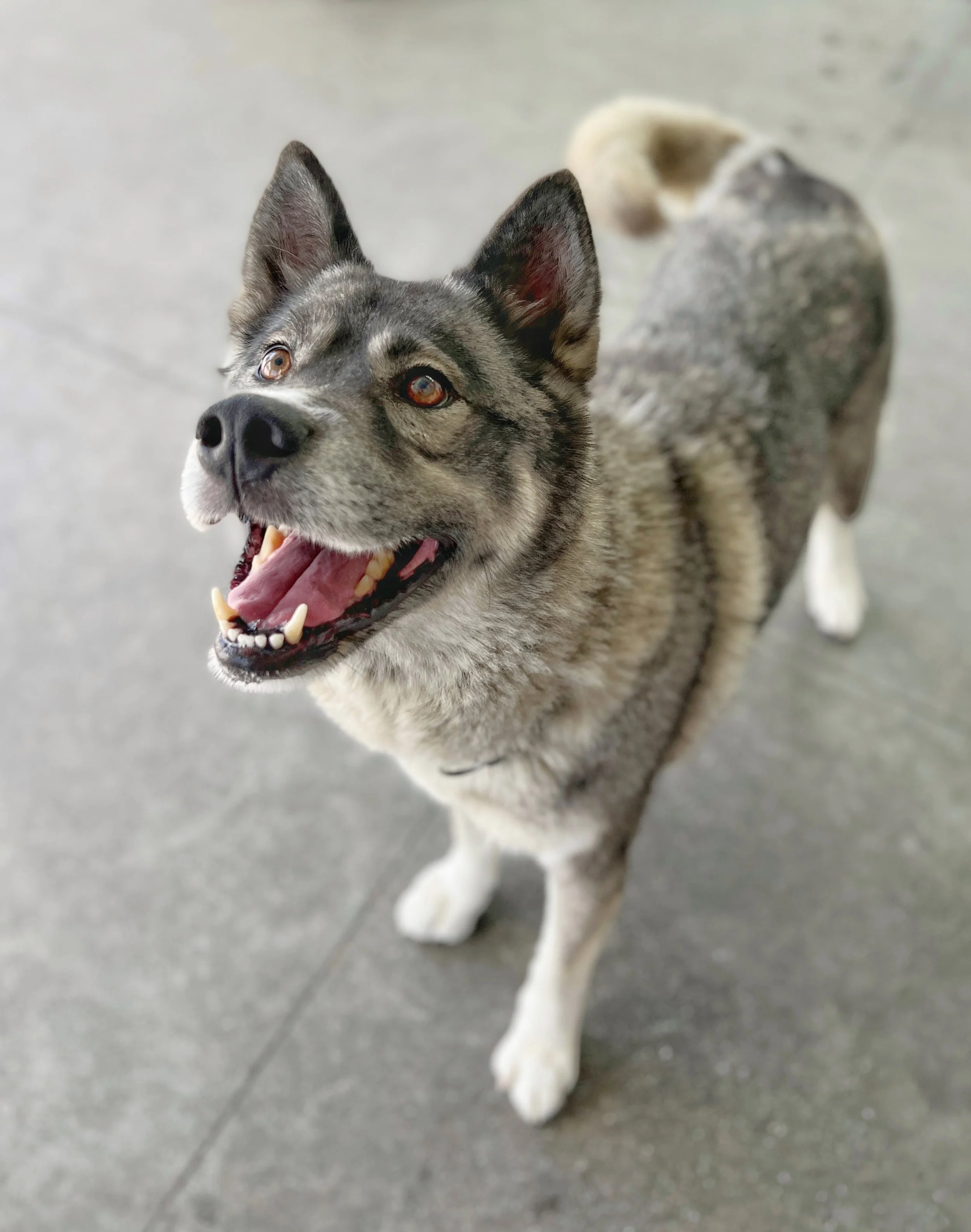 Dog Sequoia Friends of Berkeley Animal Care Services FoBACS